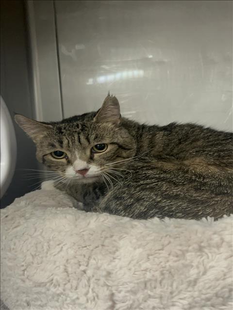 picture of the cat needing adoption
