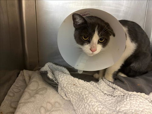 picture of the cat needing adoption
