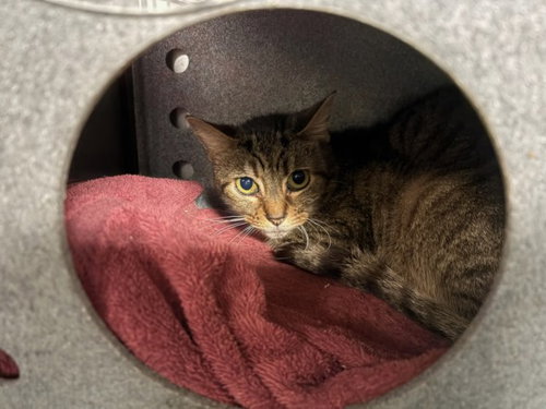 LINKS, Senior Domestic Short Hair (medium coat), cat for adoption in San Gabriel, California
