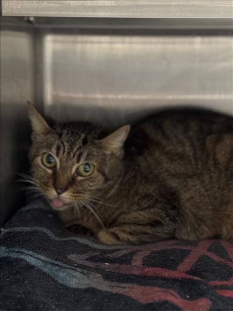 LINKS, Senior Domestic Short Hair (medium coat), cat for adoption in San Buenaventura (Ventura), California
