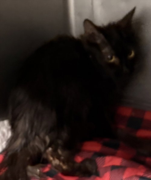 picture of the cat needing adoption