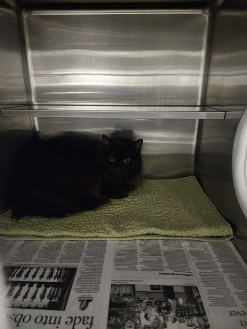 picture of the cat needing adoption