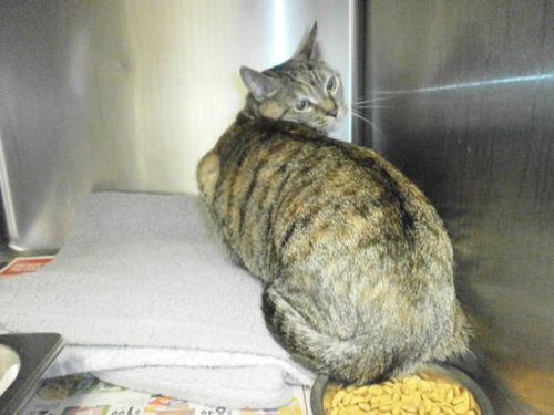 picture of the cat needing adoption