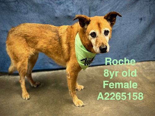 ROCHE, an adoptable Shiba Inu in Chatsworth, CA