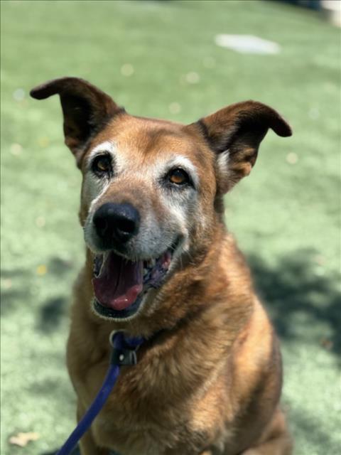 ROCHE, an adoptable Shiba Inu in Chatsworth, CA