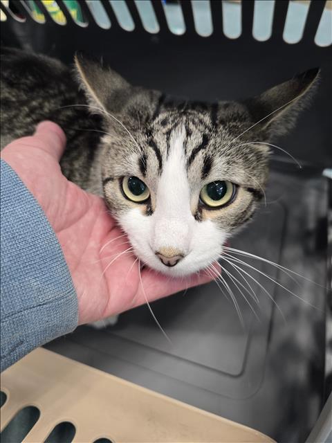 ANGEL, Adult Domestic Short Hair (medium coat), cat for adoption in San Gabriel, California