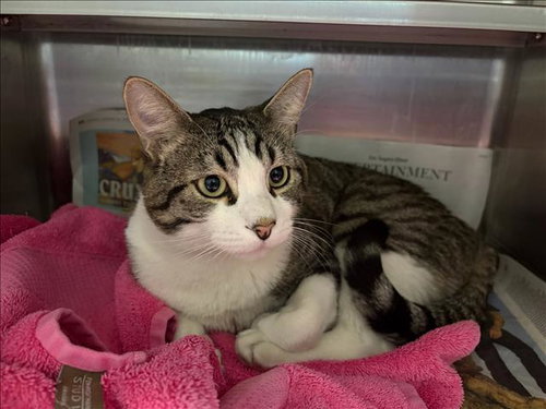 ANGEL, Adult Domestic Short Hair (medium coat), cat for adoption in San Buenaventura (Ventura), California