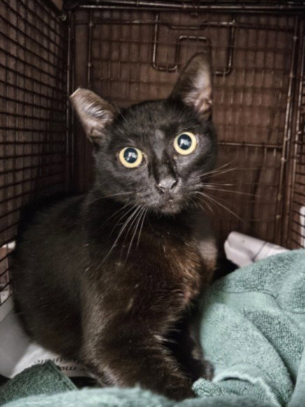 PATTY, Adult Domestic Short Hair (medium coat), cat for adoption in San Gabriel, California