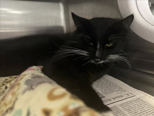 A2267284, Young Domestic Medium Hair (medium coat), cat for adoption in San Gabriel, California