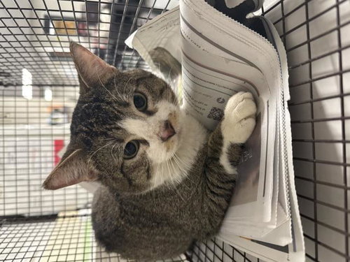 TOM, Adult Domestic Short Hair (medium coat), cat for adoption in San Gabriel, California