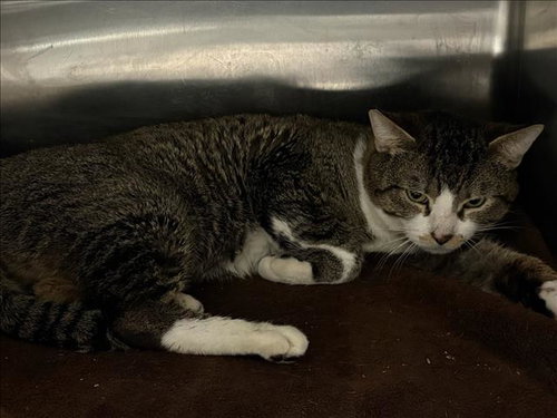 TOM, Adult Domestic Short Hair (medium coat), cat for adoption in San Buenaventura (Ventura), California