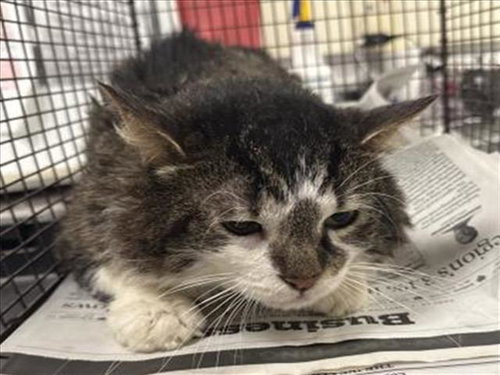A2267966, Adult Domestic Short Hair (medium coat), cat for adoption in San Gabriel, California