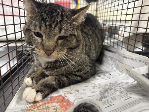 LOU, Young Domestic Short Hair (medium coat), cat for adoption in San Gabriel, California