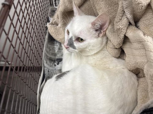 A2267968, Adult Domestic Short Hair (medium coat), cat for adoption in San Gabriel, California