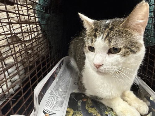 JIMMY, Adult Domestic Short Hair (medium coat), cat for adoption in San Gabriel, California