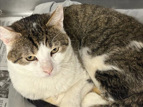 DA VINCI, Adult Domestic Short Hair (medium coat), cat for adoption in San Buenaventura (Ventura), California