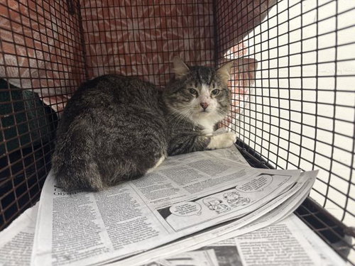 KIT, Adult Domestic Short Hair (medium coat), cat for adoption in San Gabriel, California