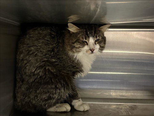 KIT, Adult Domestic Short Hair (medium coat), cat for adoption in San Buenaventura (Ventura), California