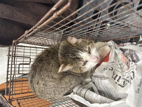 LEWIS, Adult Domestic Short Hair (medium coat), cat for adoption in San Gabriel, California