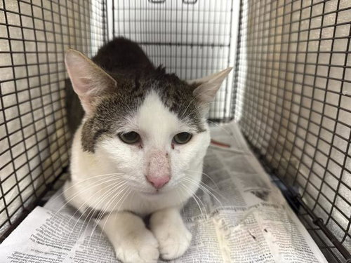 ARIES, Adult Domestic Short Hair (medium coat), cat for adoption in San Gabriel, California
