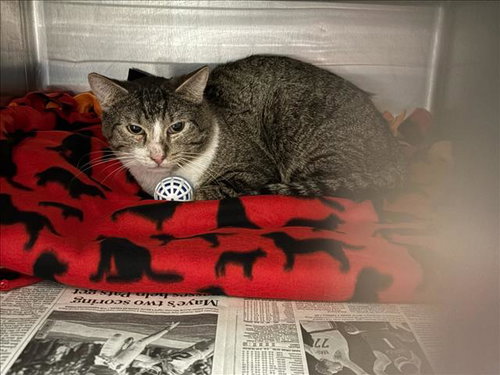 MUFASA, Adult Domestic Short Hair (medium coat), cat for adoption in San Gabriel, California