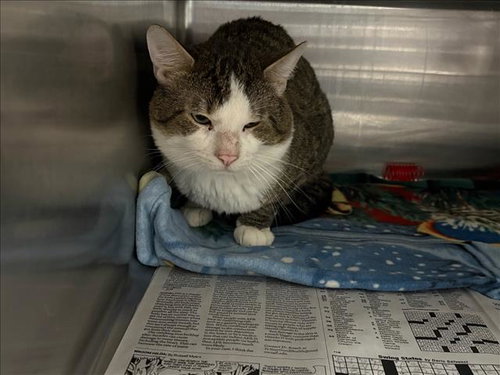 TARZAN, Adult Domestic Short Hair (medium coat), cat for adoption in San Gabriel, California