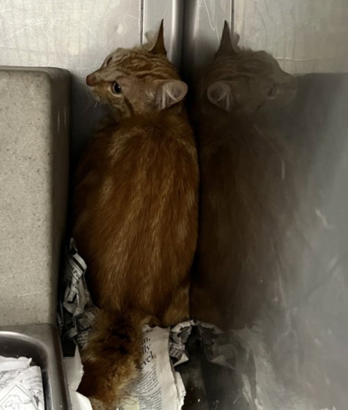 GINGIE, Young Domestic Short Hair (medium coat), cat for adoption in San Gabriel, California