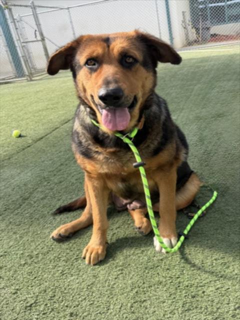 CANDY, an adoptable German Shepherd Dog in Chatsworth, CA