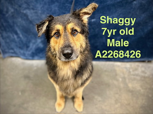 SHAGGY