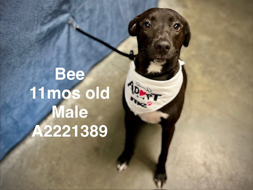 BEE, an adoptable American Staffordshire Terrier in Chatsworth, CA