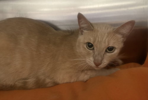 HUNNY, Adult American Shorthair (medium coat), cat for adoption in San Buenaventura (Ventura), California