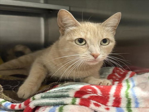 HUNNY, Adult American Shorthair (medium coat), cat for adoption in San Buenaventura (Ventura), California