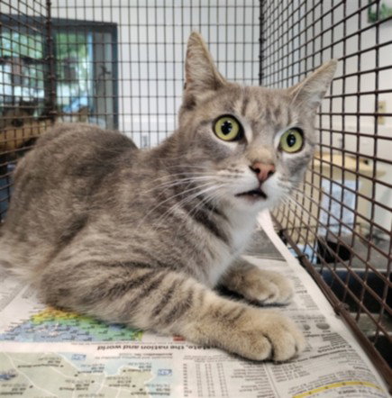 CHER, Adult Domestic Short Hair (medium coat), cat for adoption in San Buenaventura (Ventura), California