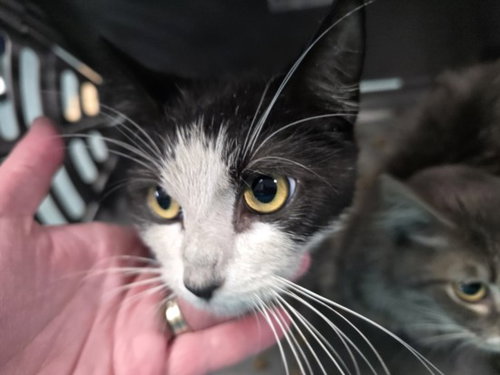 WILLOW, Young Domestic Short Hair (medium coat), cat for adoption in San Buenaventura (Ventura), California