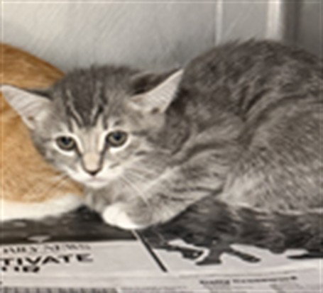 REMI, Baby Domestic Short Hair (medium coat), cat for adoption in San Buenaventura (Ventura), California