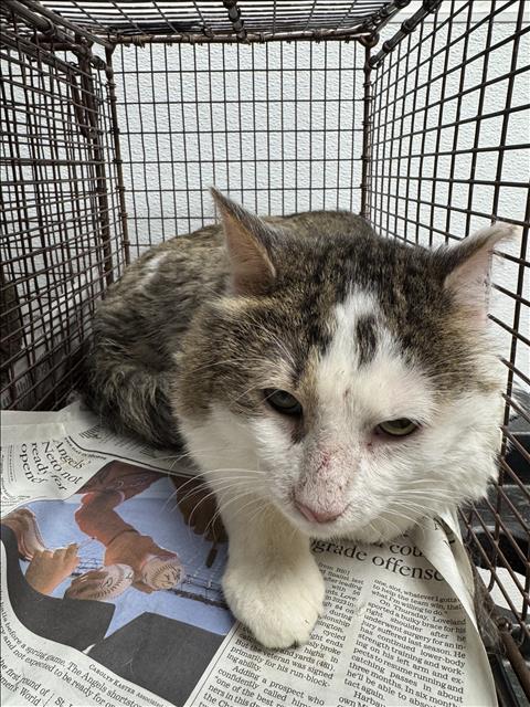 BOBA, Adult Domestic Short Hair (medium coat), cat for adoption in San Buenaventura (Ventura), California