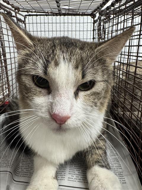 CINDER, Young Domestic Short Hair (medium coat), cat for adoption in San Buenaventura (Ventura), California