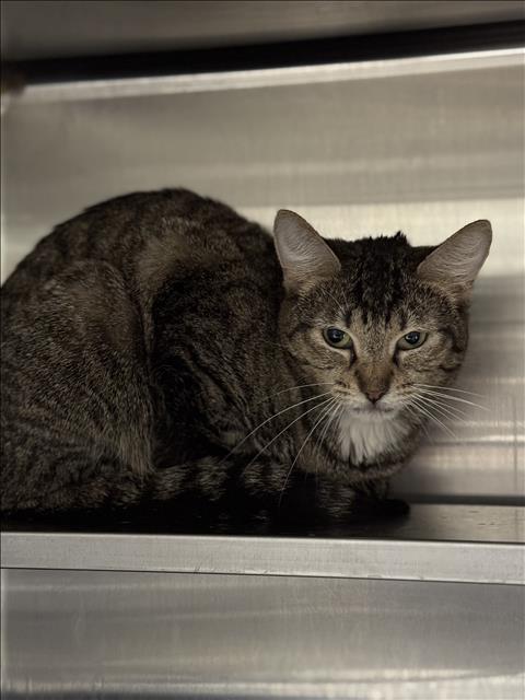 LUNA, Adult Domestic Short Hair (medium coat), cat for adoption in San Buenaventura (Ventura), California