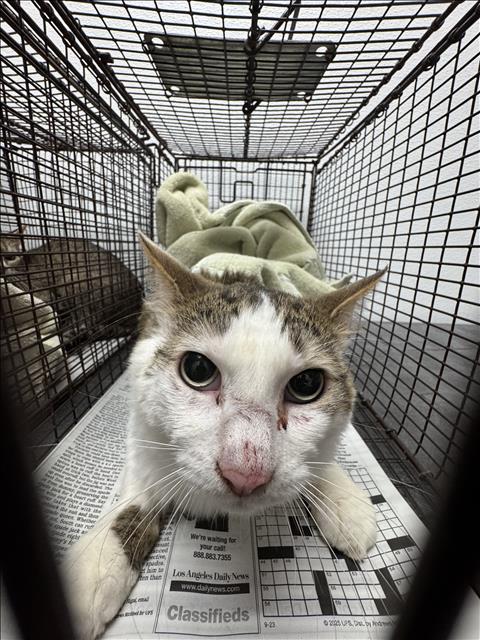 LEE, Adult Domestic Short Hair (medium coat), cat for adoption in San Buenaventura (Ventura), California