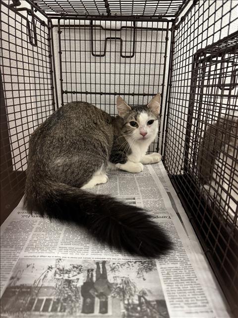 TINA, Young Domestic Short Hair (medium coat), cat for adoption in San Buenaventura (Ventura), California