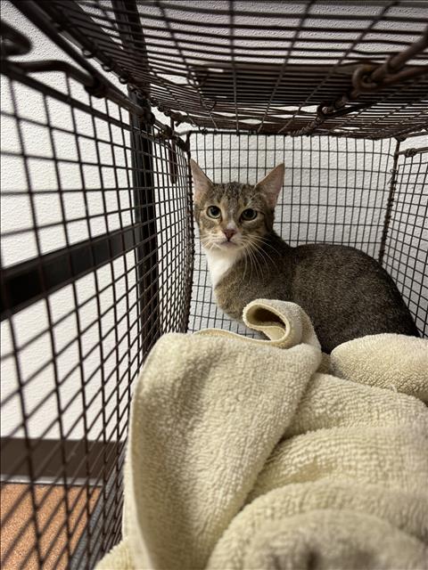 PIXEL, Adult Domestic Short Hair (medium coat), cat for adoption in San Buenaventura (Ventura), California