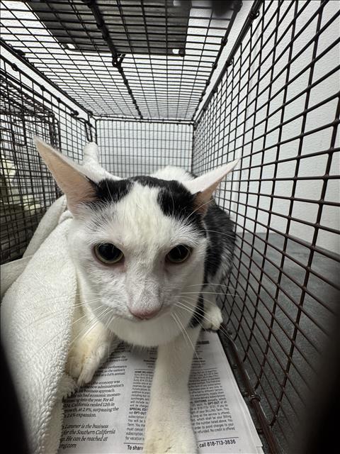 MAPLE, Adult Domestic Short Hair (medium coat), cat for adoption in San Buenaventura (Ventura), California