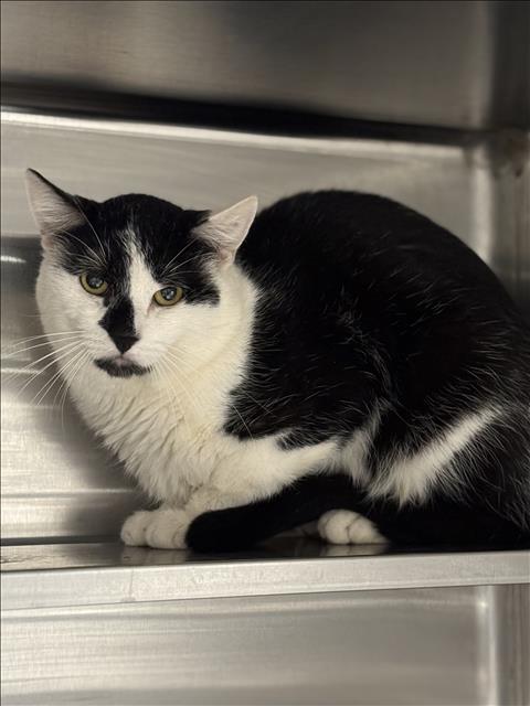 SPROUT, Young Domestic Short Hair (medium coat), cat for adoption in San Buenaventura (Ventura), California