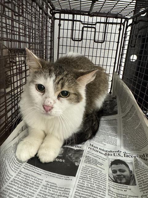 AZURA, Young Domestic Short Hair (medium coat), cat for adoption in San Buenaventura (Ventura), California
