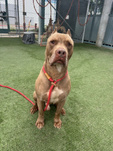 COPPER, an adoptable Pit Bull Terrier in Chatsworth, CA