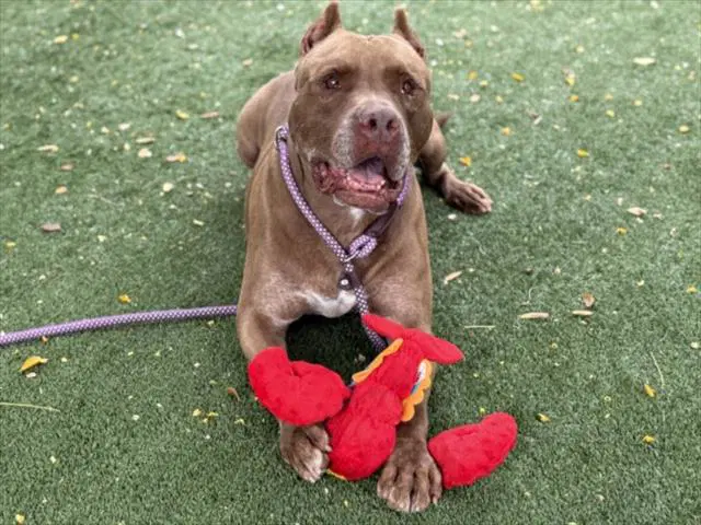 Copper - Pit Bull Terrier