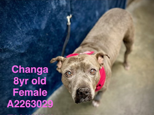 CHANGA
