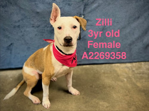ZILLI, an adoptable Staffordshire Bull Terrier in Chatsworth, CA