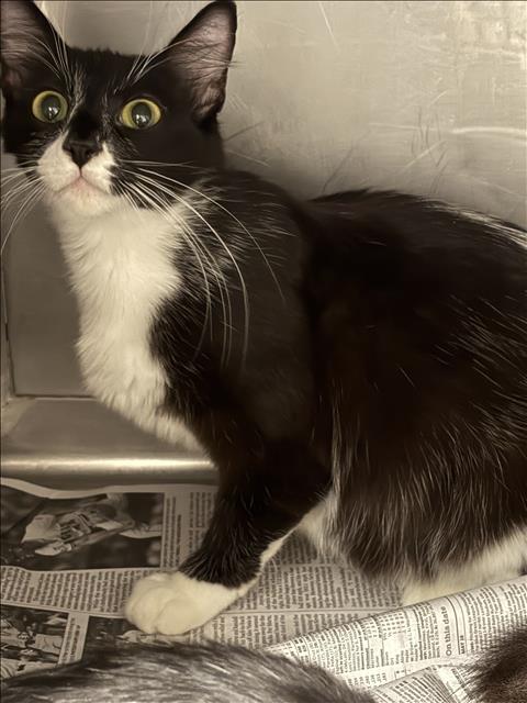 BICHOTA, Adult Domestic Short Hair (medium coat), cat for adoption in San Buenaventura (Ventura), California