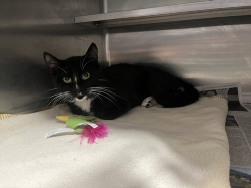 SAGE, Young Domestic Medium Hair (medium coat), cat for adoption in San Buenaventura (Ventura), California